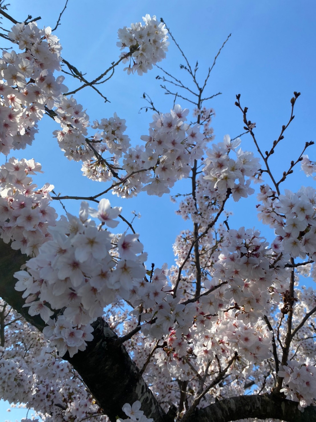 岡山後楽園の桜?