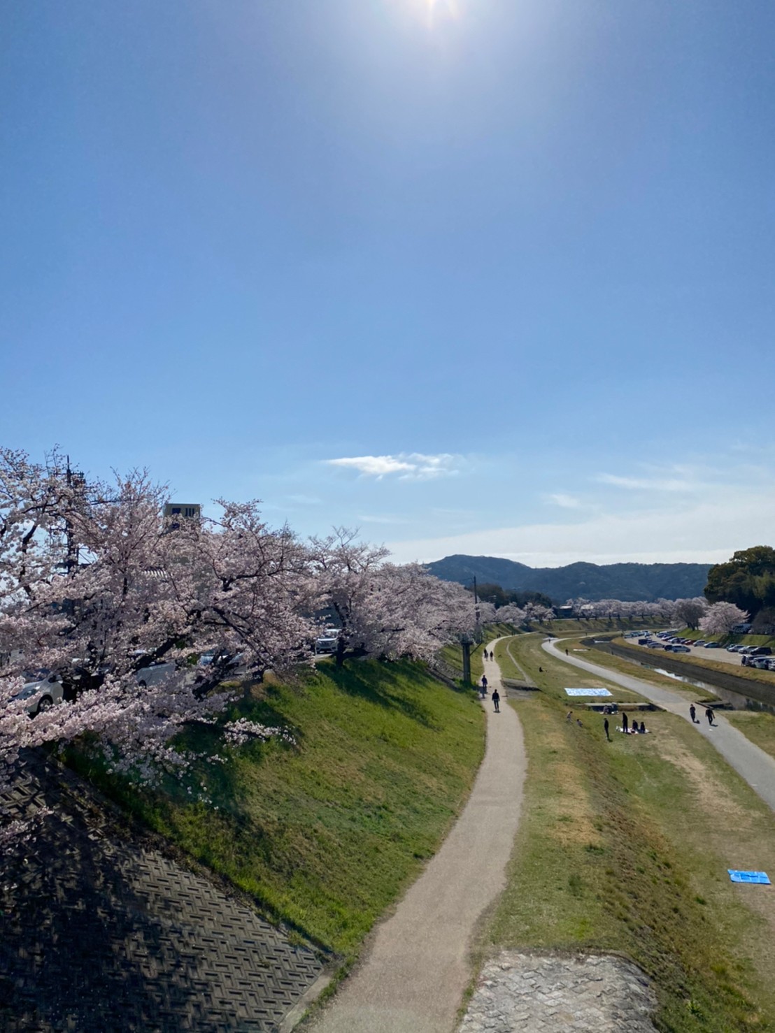 岡山後楽園の桜?