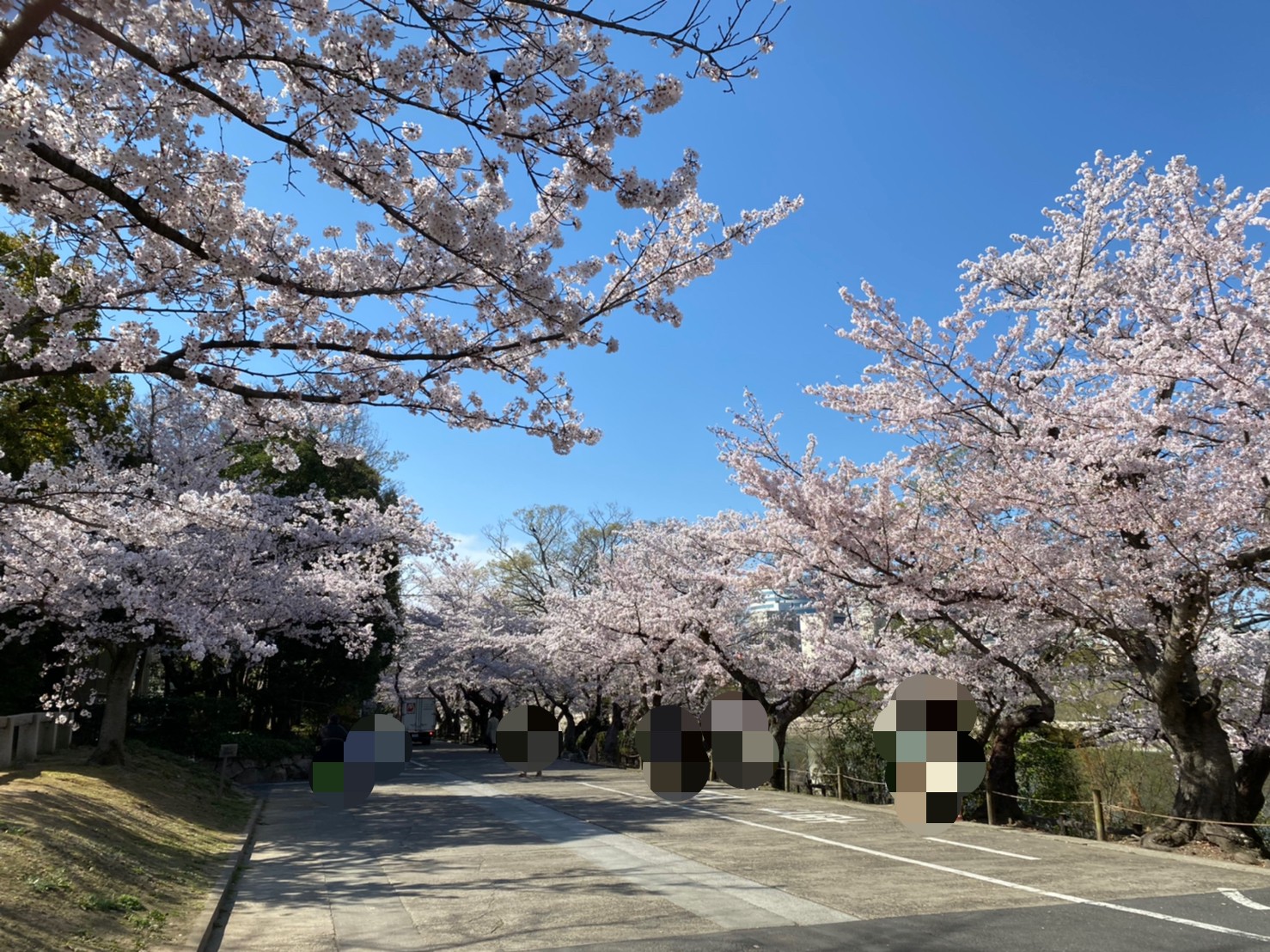 岡山後楽園の桜?