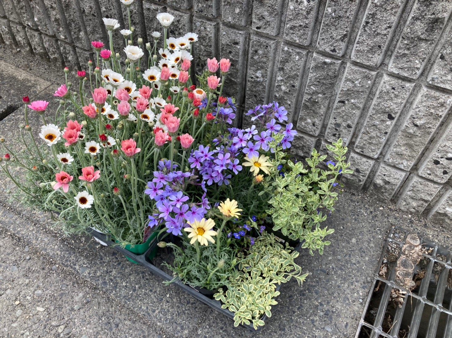 お家の塗り替え専門店　お花を植えました