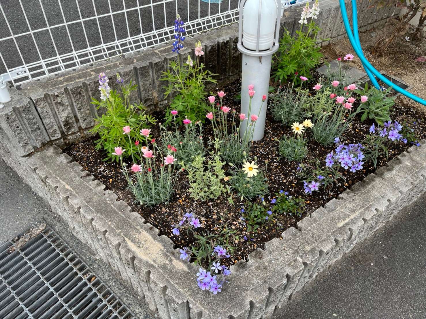 お家の塗り替え専門店　お花を植えました