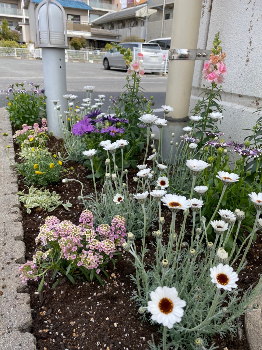 お家の塗り替え専門店　お花を植えました