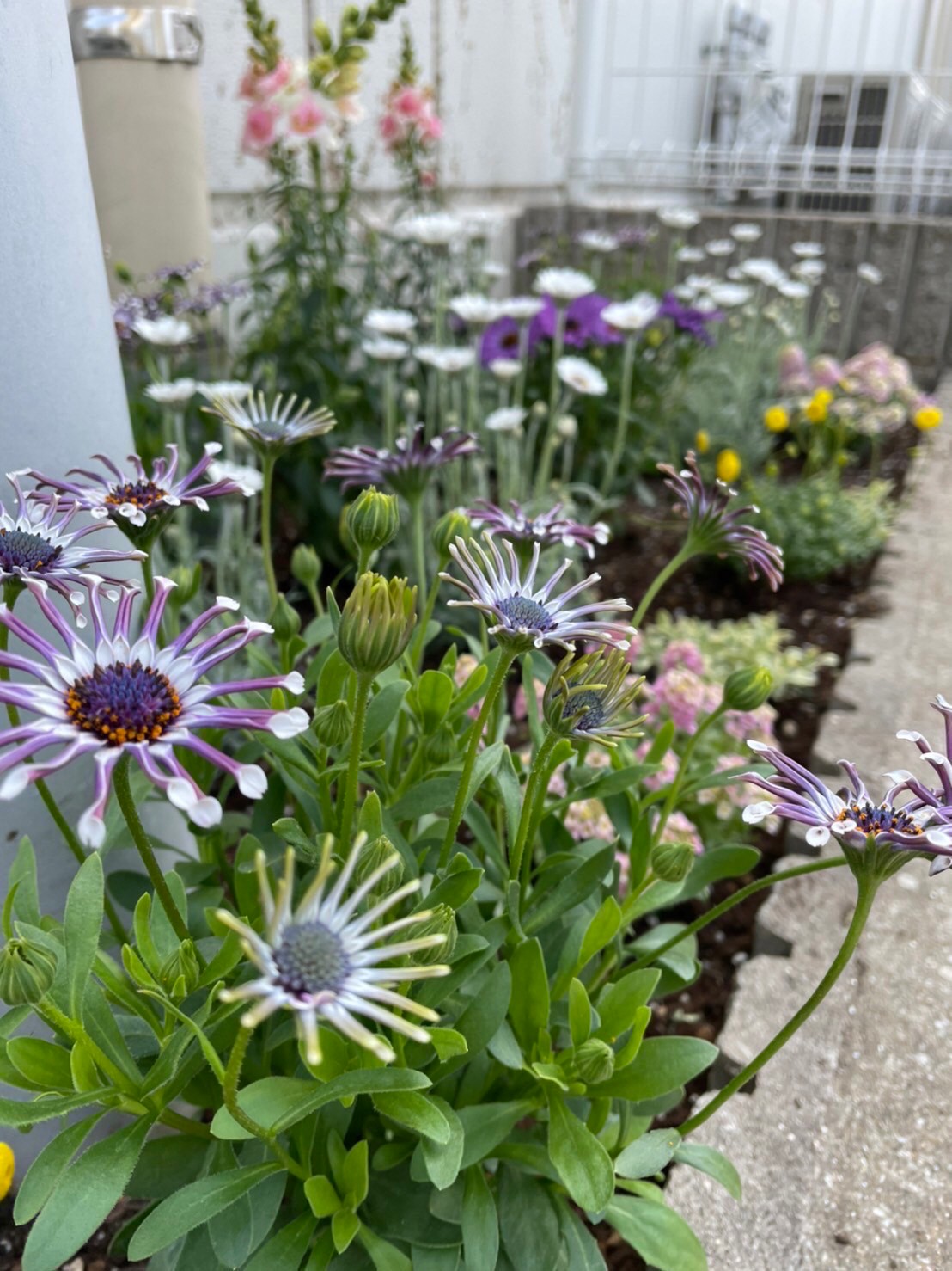 お家の塗り替え専門店　お花を植えました