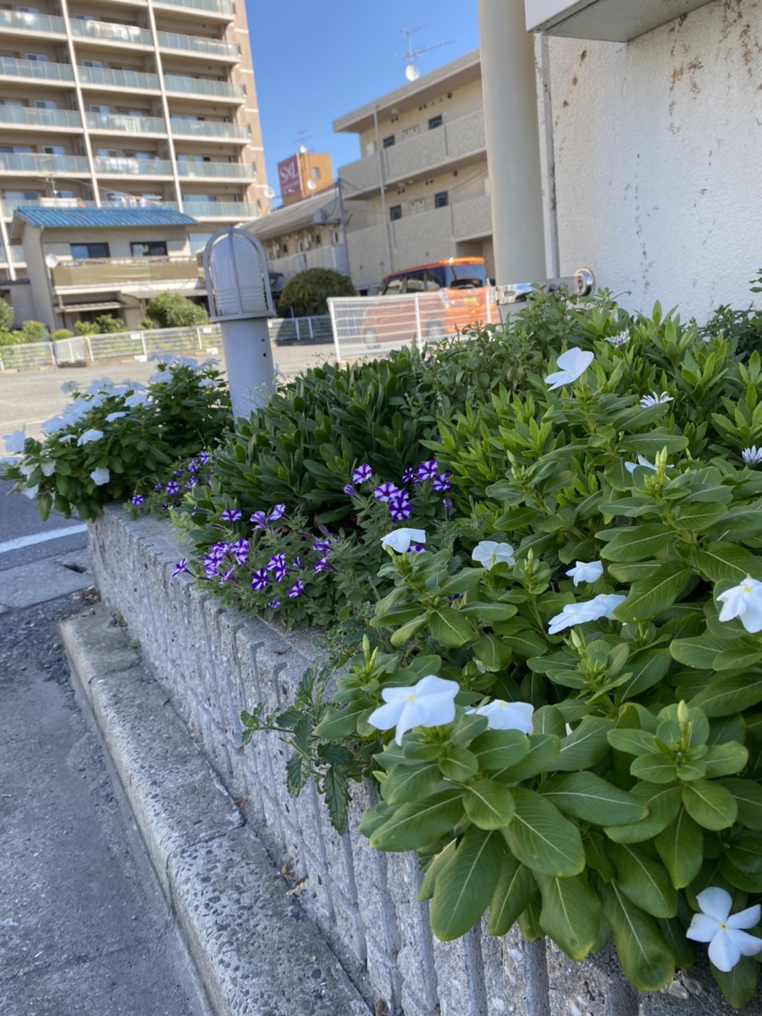 大塗屋の花壇?