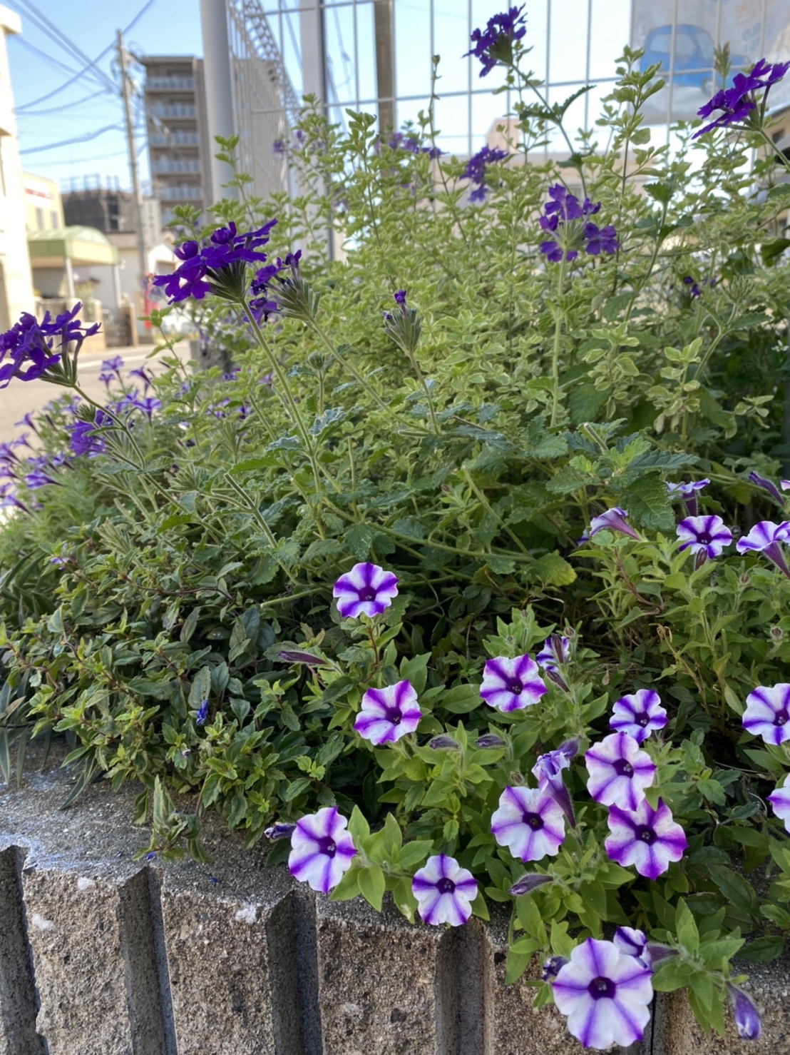 大塗屋の花壇?