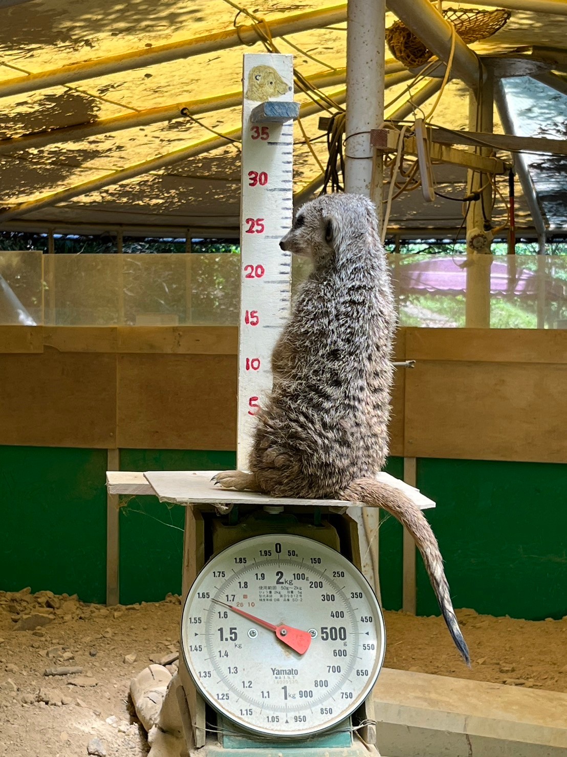 たくさんの動物に癒されてきました🦒