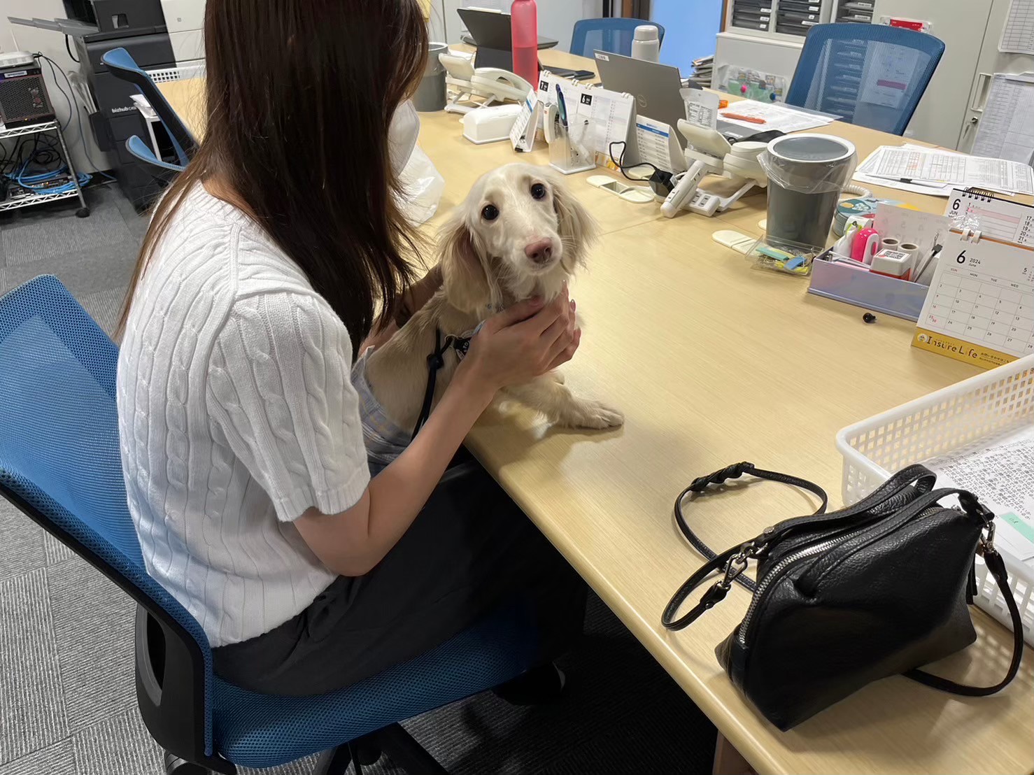 愛犬と事務所へ🐶