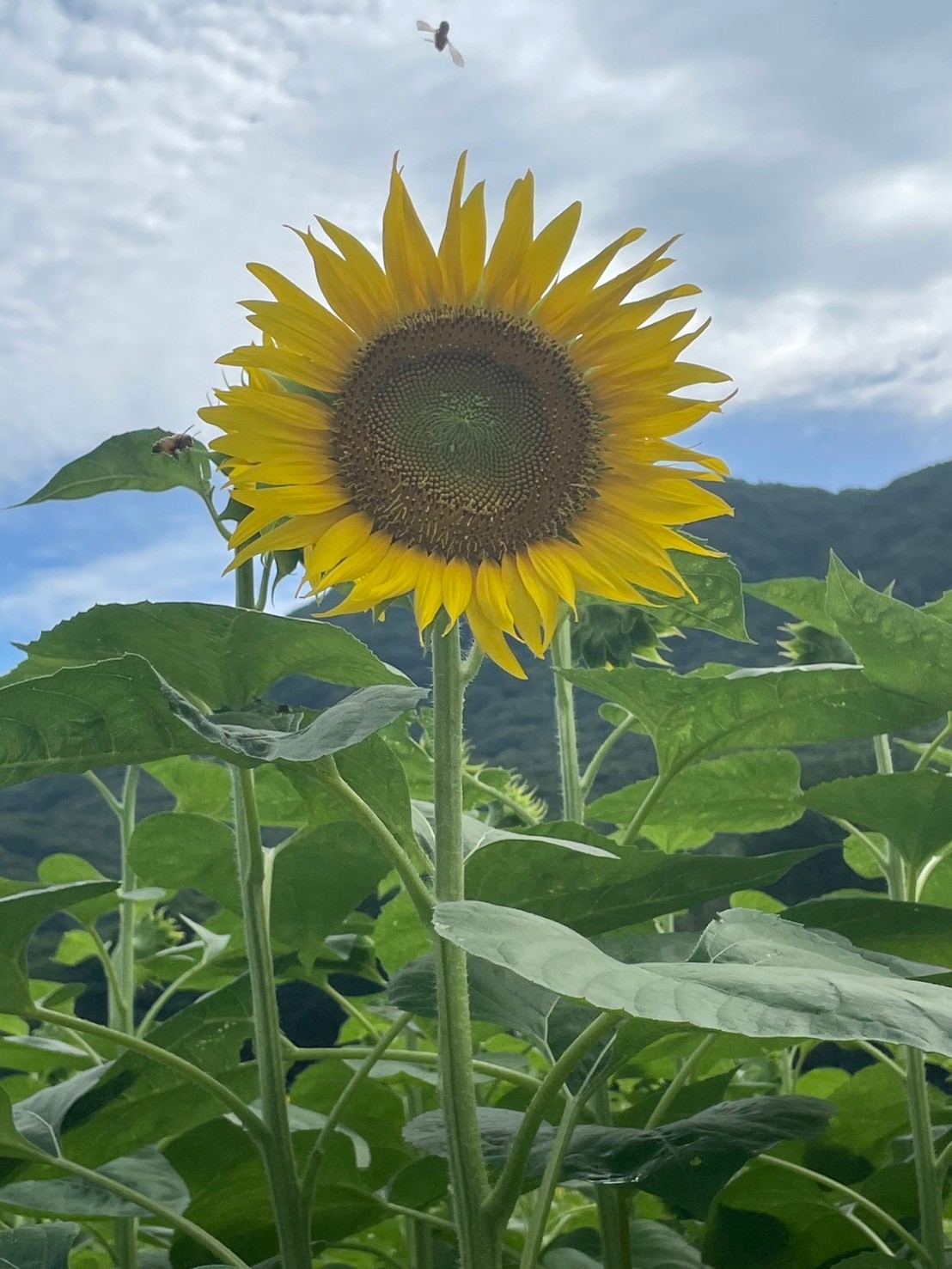 夏を満喫🌻