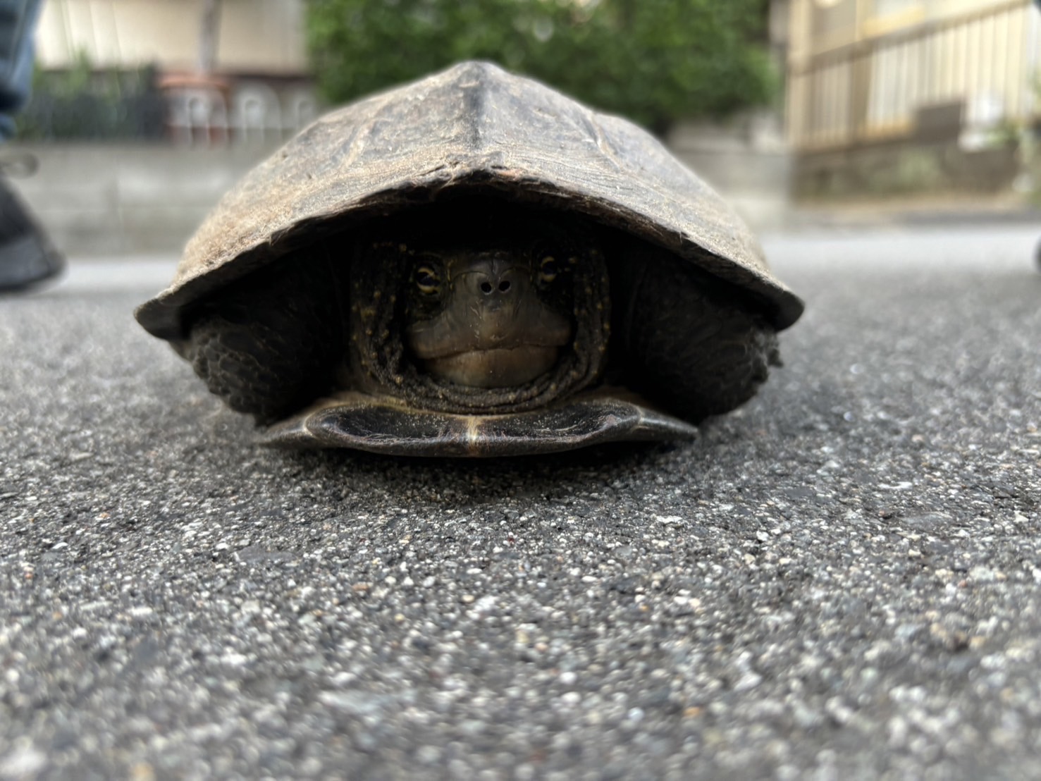 亀のようにコツコツと‥🐢