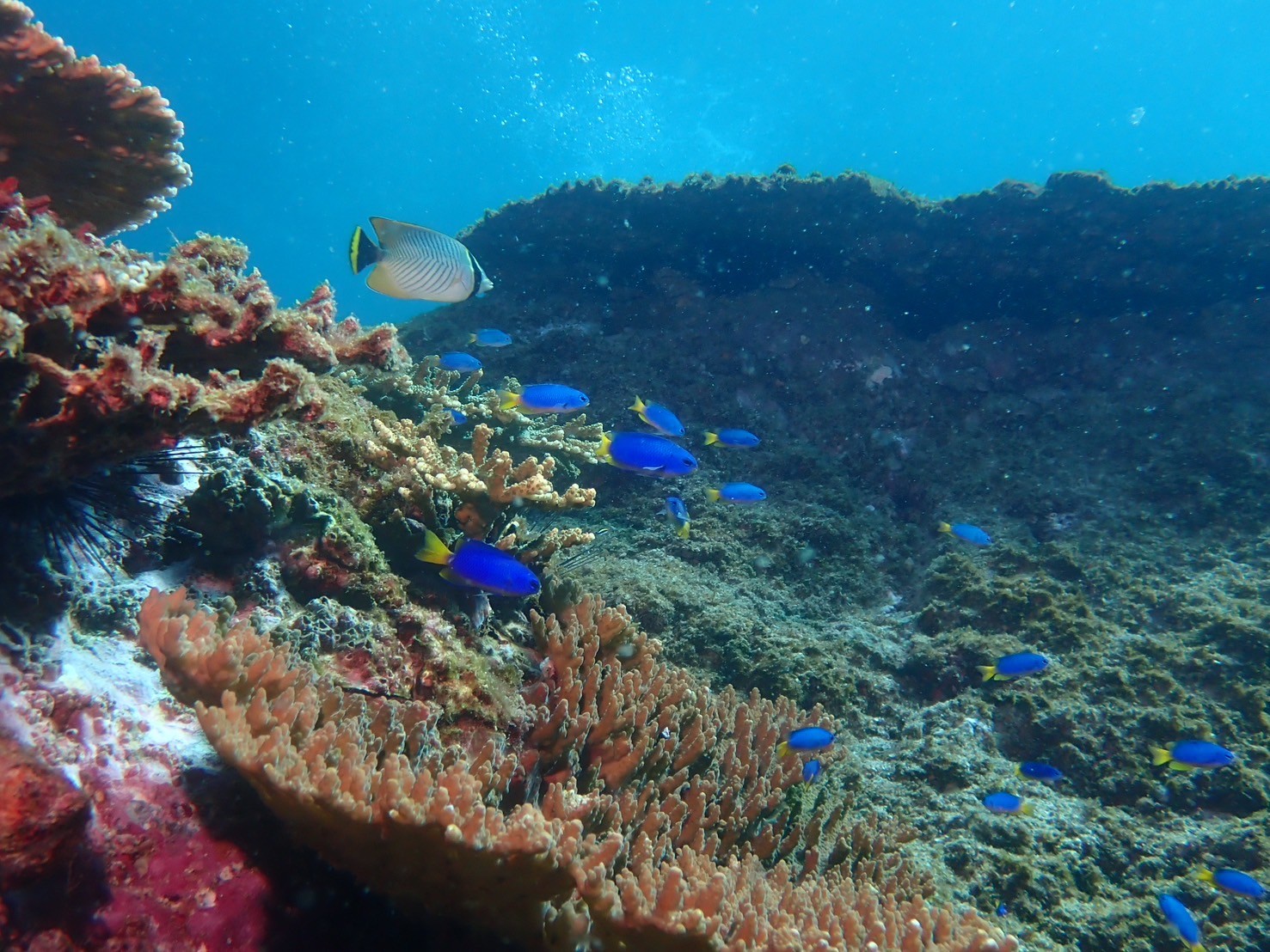 柏島に行ってきました🐠🐡🪼