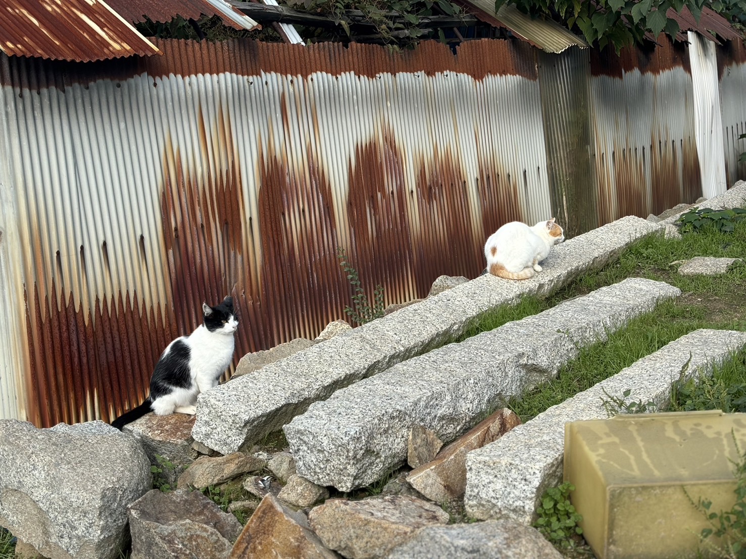 最終点検に行ってきました🐱