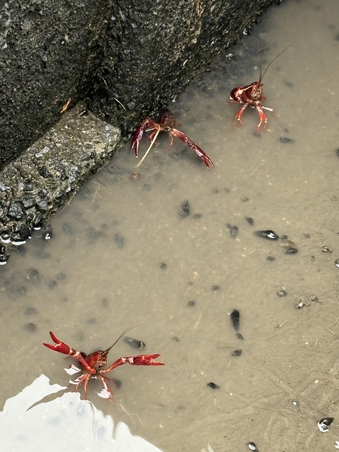 雨上がりの工事挨拶で🦞