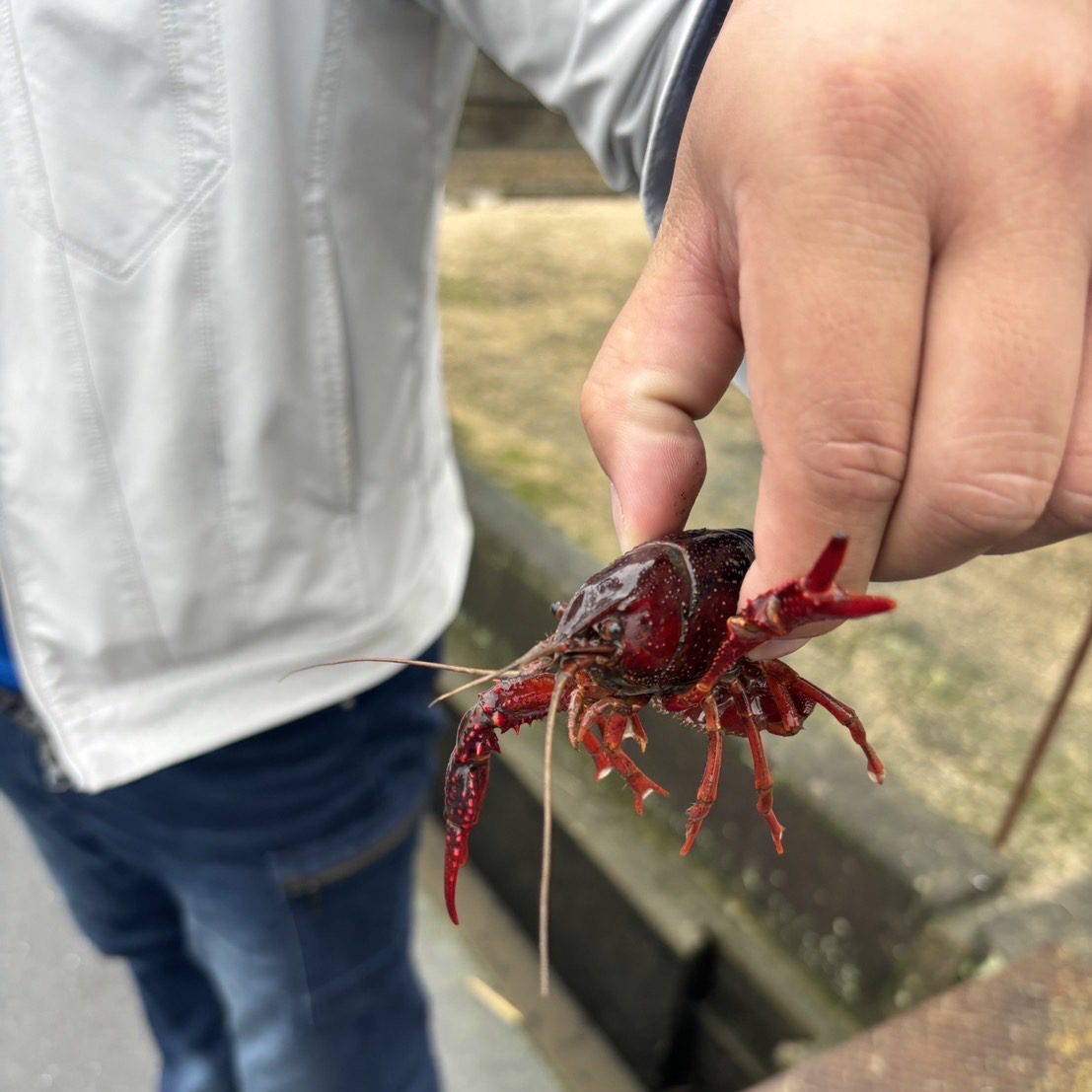 雨上がりの工事挨拶で🦞